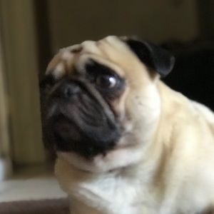 Meet your Posher, Sami